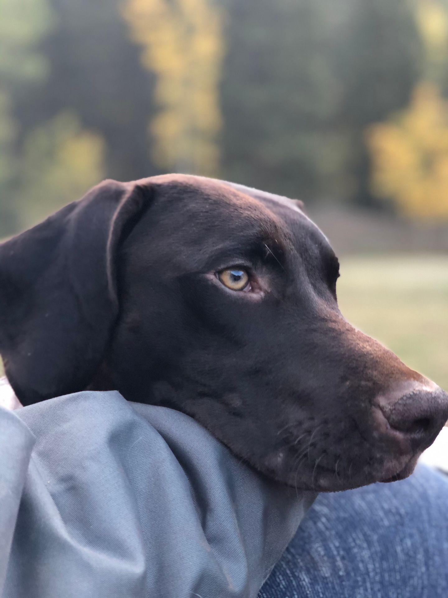 Tex, a German Shorthaired Pointer with solid liver head resting on his master's arm with fall foliage in the background. Tex, a German Shorthaired Pointer with solid liver head resting on his master's arm with fall foliage in the background.
