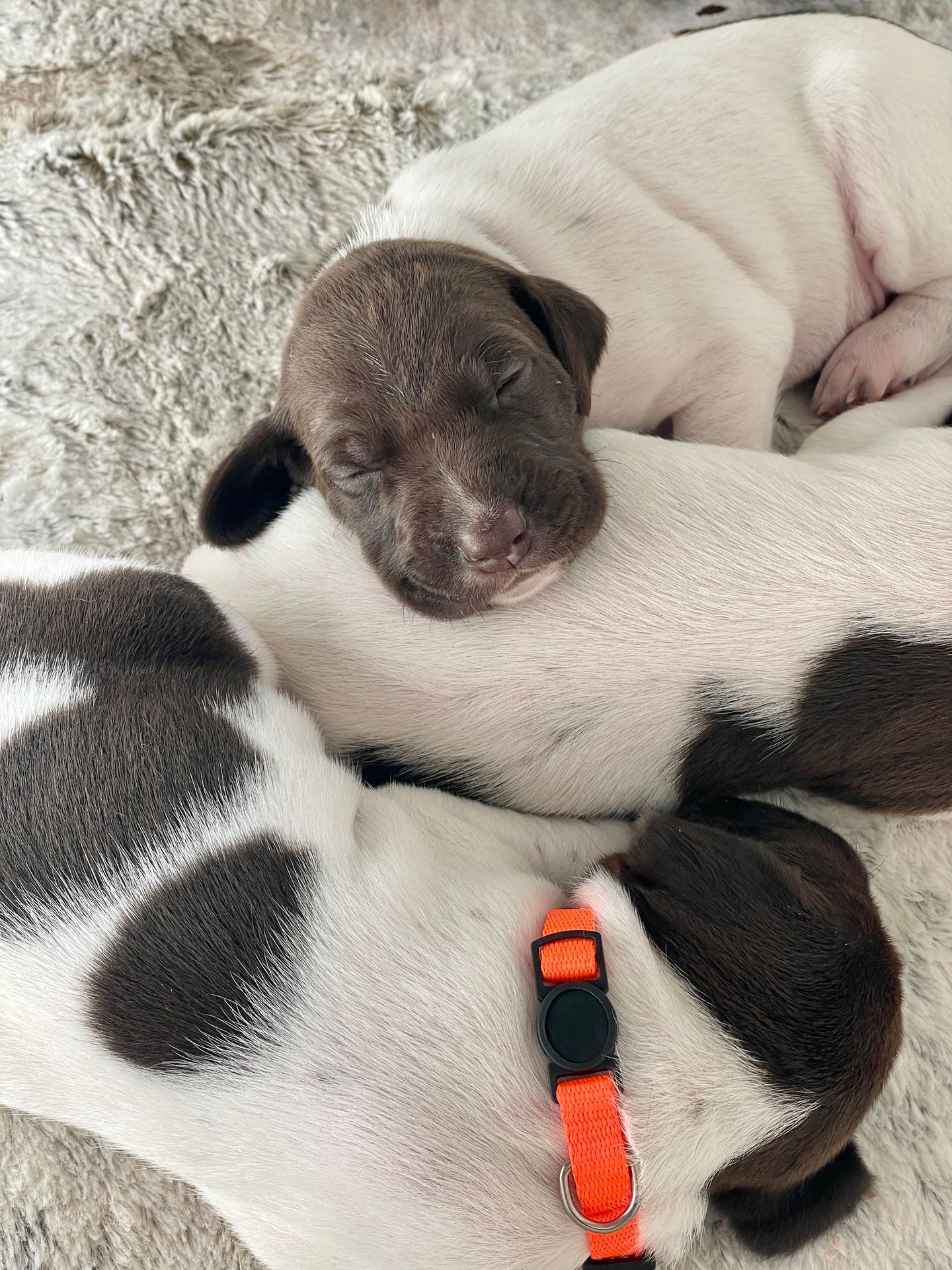 Week old liver and white GSP puppies snuggled up together. Week old liver and white GSP puppies snuggled up together.